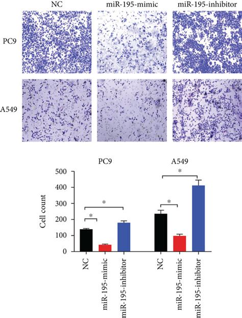 MiR 195 5p Inhibited Proliferation Invasion And Metastasis Of LUAD