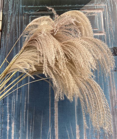 50 Stems Pampas Grass Decorative Real Pampas Grass Dry Etsy