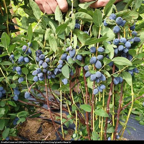 Jagoda kamczacka Giant Heart SŁODKIE SERDUSZKA Lonicera caerulea