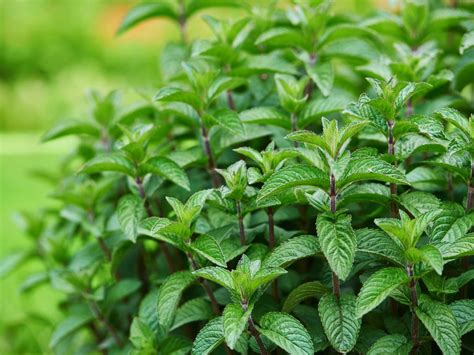 Nutrientes Todas Las Propiedades De La Menta Que A D A De Hoy Desconoces