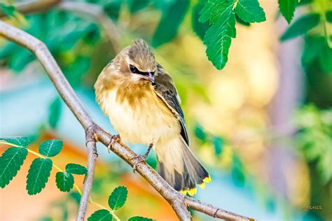 Hugh Fraser Photography | Northern Manitoba Wildlife