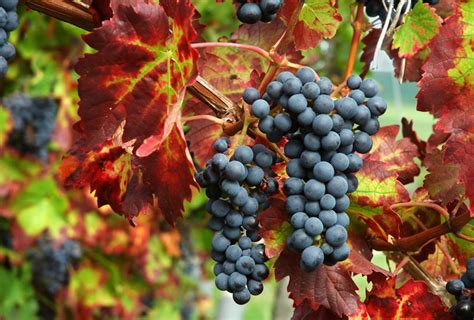 La Bonarda Es La Segunda Variedad Tinta De La Argentina Detr S Del