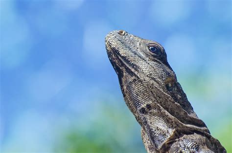 Satwa Gurun Iguana Foto Gratis Di Pixabay Pixabay