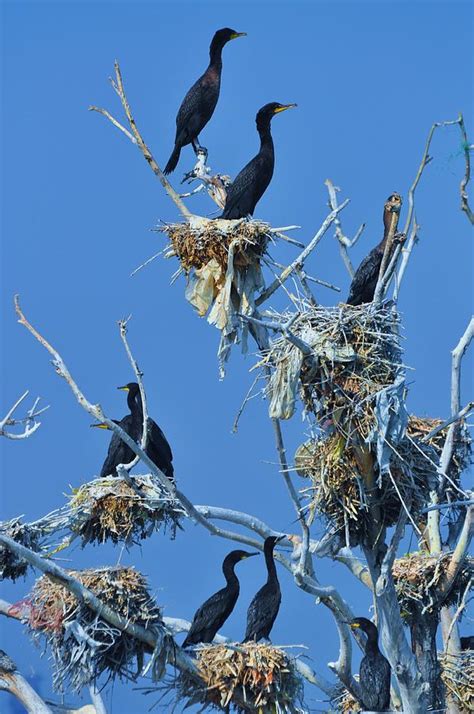 Cormorant Habitat Photograph by Lisa DiFruscio - Pixels