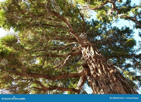 Hoge Pijnbomen In Het Bos Sluiting Van Een Boom Stock Afbeelding