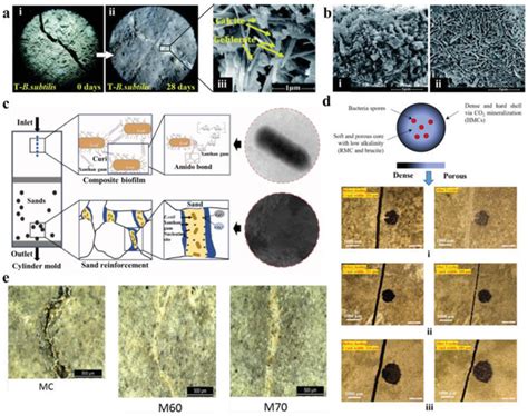 Examples Of Bacteriabased Elms Applied To Building Restoration A