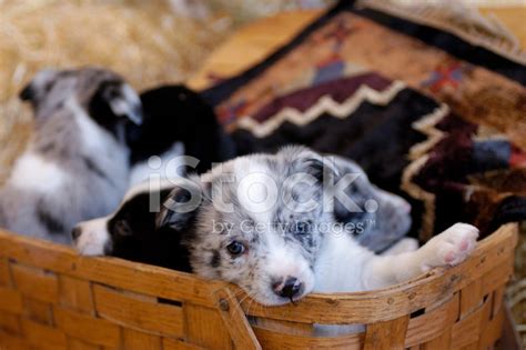 Basket Full of Puppies stock photos - FreeImages.com