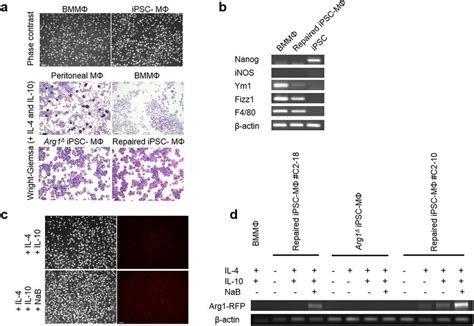 Characterization Of Ipsc Derived Macrophages By Assessing Mrna