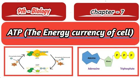 ATP The Cells Energy Currency Ch 7 Bioenergetics 9th Class