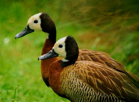 White Face Whistling Ducks Zoochat