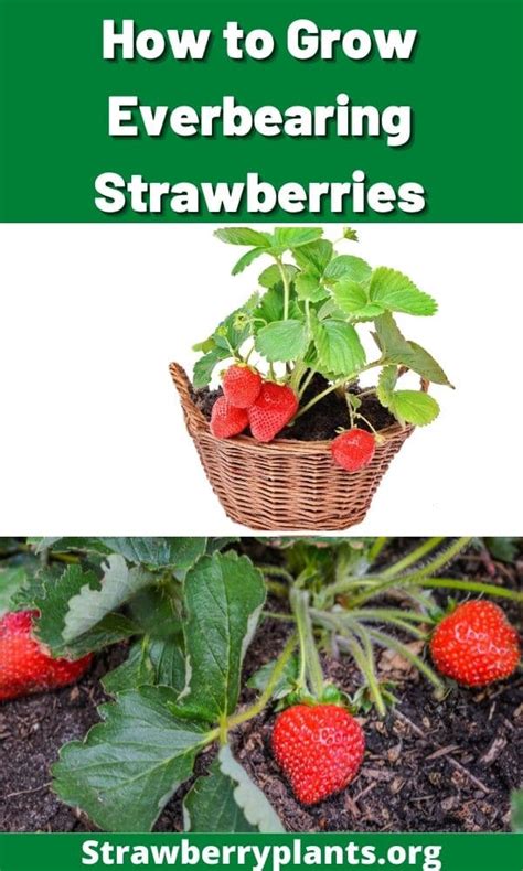 The Complete Guide On Growing Everbearing Strawberries