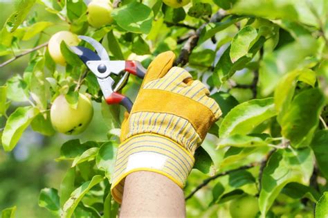 Fruit Tree Pruning And Care North End Organic Nursery