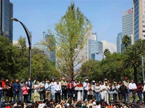 As Luce El Ahuehuete En La Glorieta De Reforma