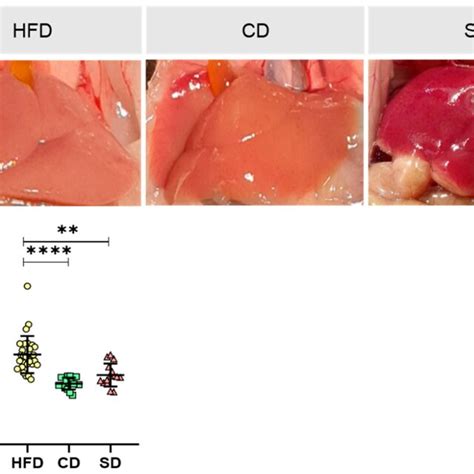 A Representative In Situ Images Of Mice Livers From Mice Fed High Fat