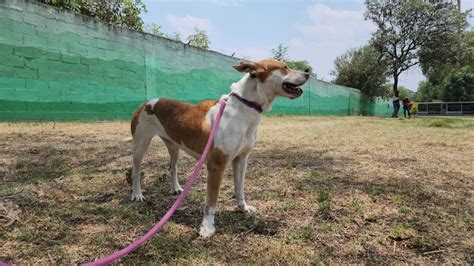 Chilango Centro De Transferencia Canina Del Metro Tendr Jornada De