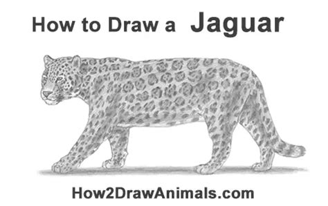 Jaguar Sketch Drawing - Michele tajariol