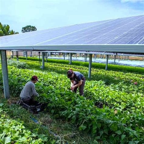 Largest Farm To Grow Crops Under Solar Panels Proves To Be A Bumper