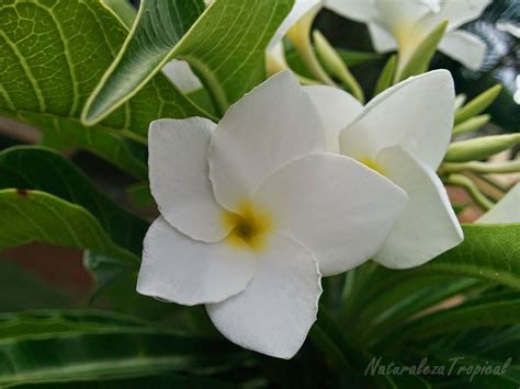 Naturaleza Tropical Bellas Fotos De Flores Del G Nero Plumeria Fotos