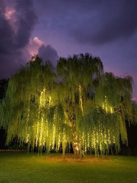 Aurora Farms Lighted Willow Tree 1000 Willow Tree Willow Tree