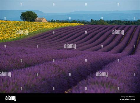 Lavender Field And Sunflower Field Provence France Stock Photo Alamy