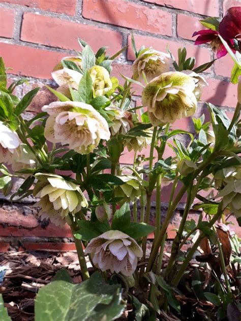 Helleborus