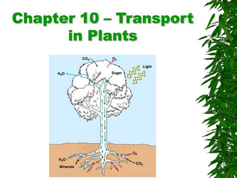 Ppt Chapter 10 Transport In Plants Powerpoint Presentation Free Download Id548993