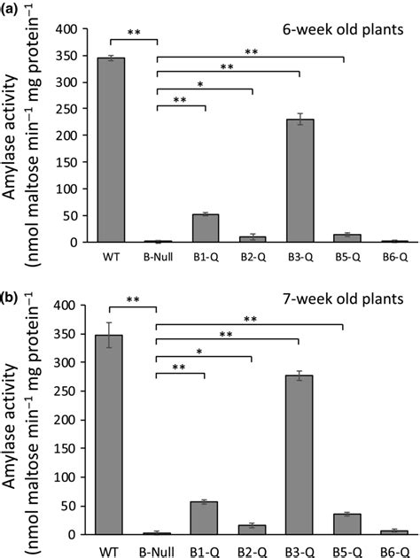 Total Amylase Activity In Crude Extracts From Leaves Of Wt And Mutant