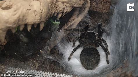 Moment A Tarantula Releases An Oozing Egg Sac Is Captured In Rare Video