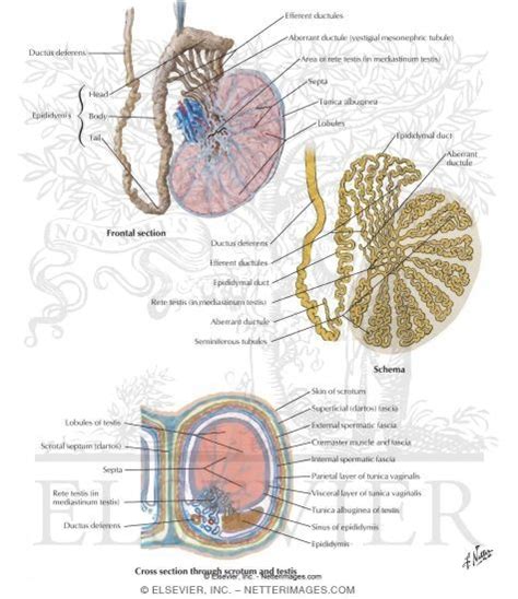 testis anatomy cross section