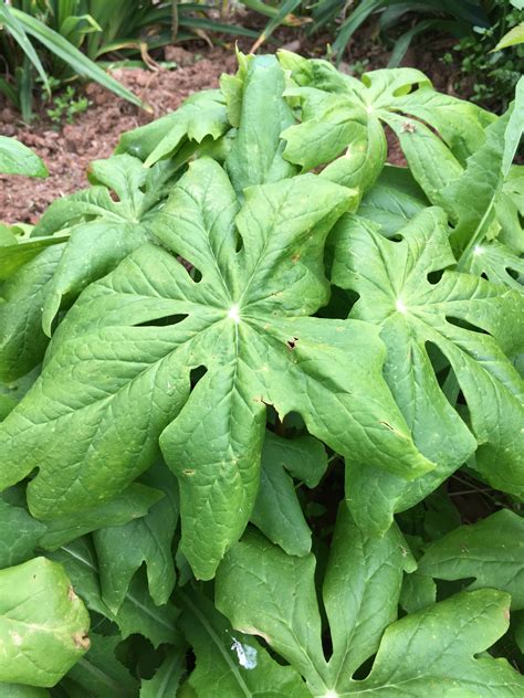 PODOPHYLLUM PELTATUM – Horlings Plants