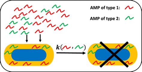 Cooperativity In Bacterial Membrane Association Controls The