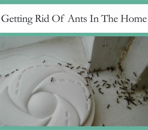 How To Get Rid Of Ants In Your Home The Pest Advice