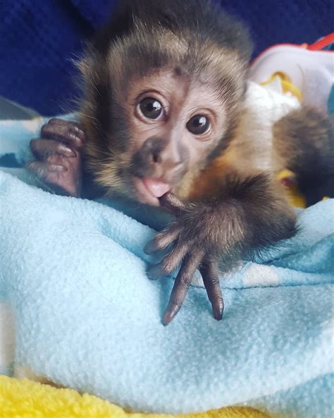 Capuchin Baby Male | Pet monkey, Baby monkey pet, Capuchin monkey pet