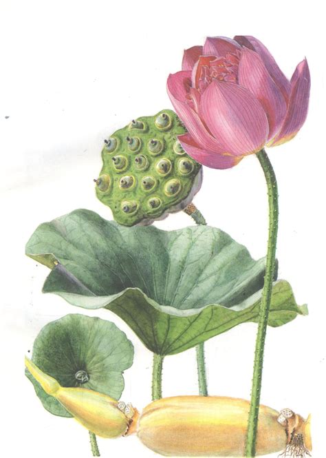 Nelumbo Nucifera Drawing