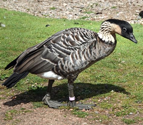 Hawaiian Goose At The Wwt London Wetland Centre England Flickr