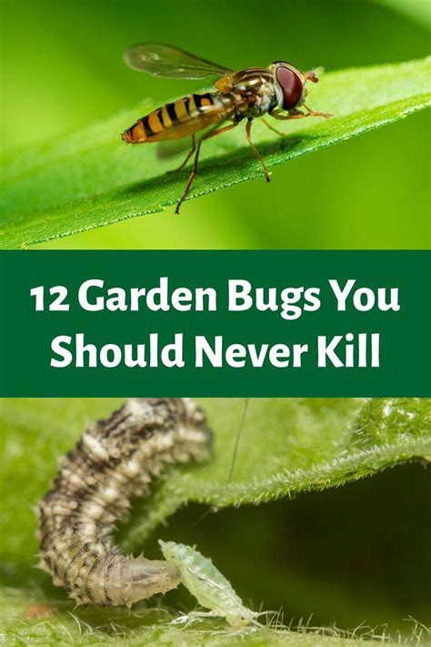 12 Garden Bugs You Should Never Kill In 2020 Garden Bugs Beneficial