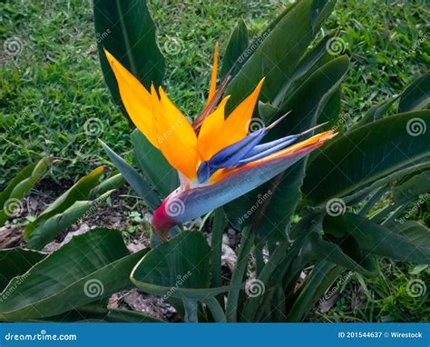 Crane Flower Or Bird Of Paradise Strelitzia Reginae Flower Th Stock