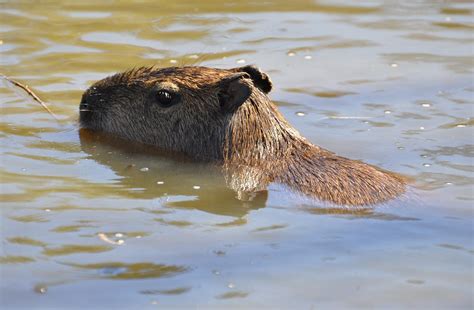 Hydrochoerus Hydrochaeris Capybara Ou Cabiai 130415 Flickr