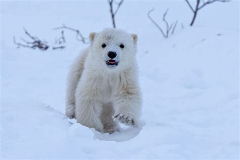 Mom and Cubs Emerge at Nanuk Polar Bear Lodge!