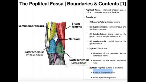 The Popliteal Fossa Boundaries And Contents Youtube