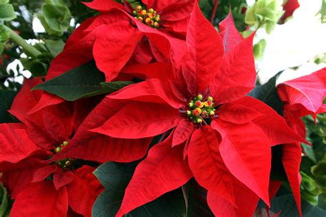 Video Flor De Nochebuena Orgullo De México Que Simboliza La Navidad Posta