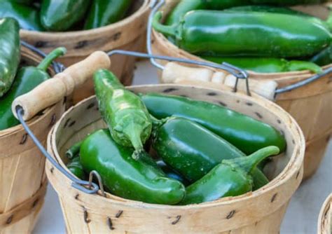 7 Biggest Jalapeno Varieties To Grow How To Get Seeds Bountiful