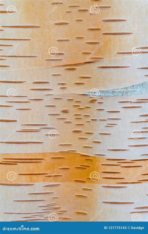 Paper Birch Tree Trunk Bark Closeup Stock Image - Image of backyard ...