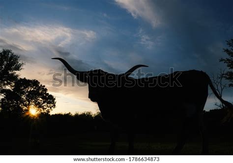 Texas Longhorn Sunset: Over 124 Royalty-Free Licensable Stock Photos ...