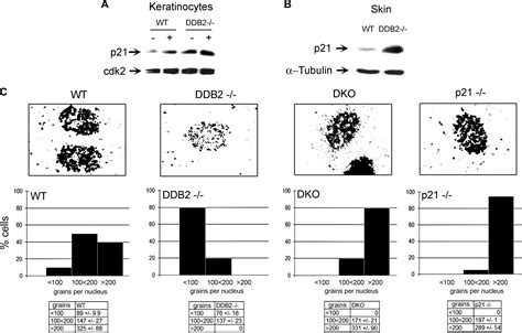 P21 Cooperates With Ddb2 Protein In Suppression Of Ultraviolet Ray