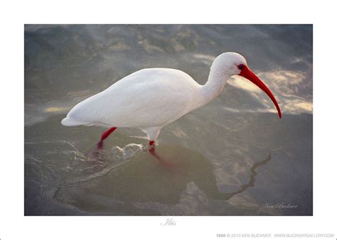 White Ibis Island Sanctuary Oak Island Nc Vacation Guide To Oak