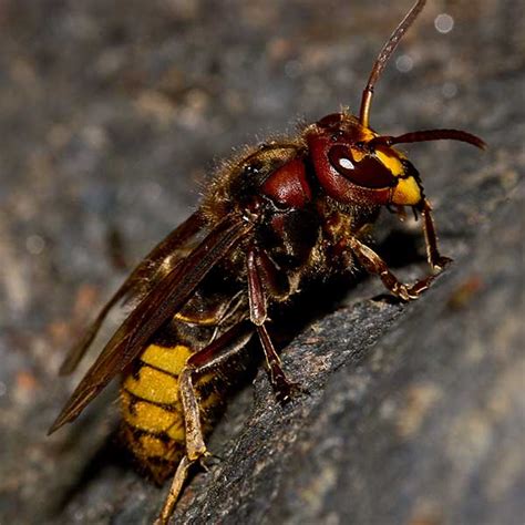 European Hornets Exterminators Control Las Vegas Henderson Nevada