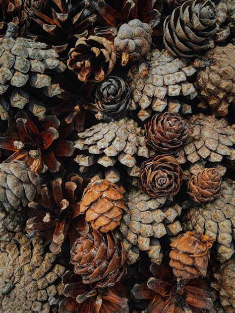 Bunch of Pine Cones in Close Up Photography · Free Stock Photo