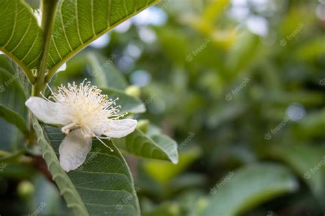 Premium Photo White Guava Flower In Full Bloom Blooming Guavas