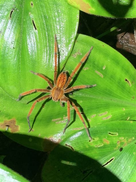 Spotted Legged Banana Spider From Sendero Universal Sarapiqui Heredia